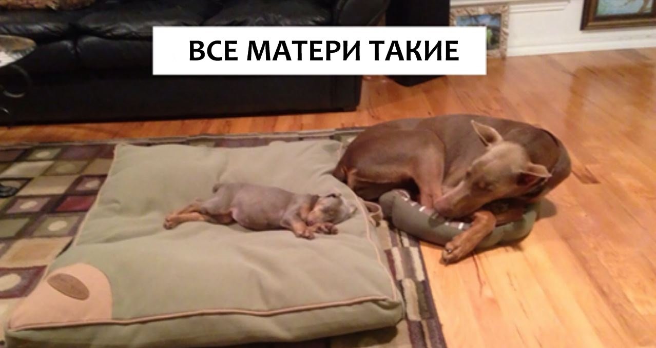 Черновик