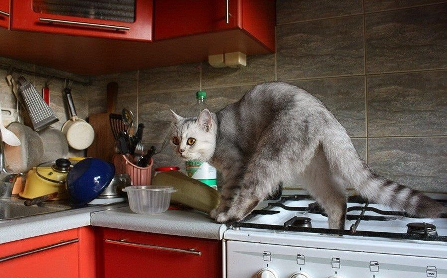 Обнаженная кошечка у себя на кухне