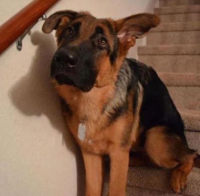 Тот неловкий момент, когда хозяин вернулся с работы раньше