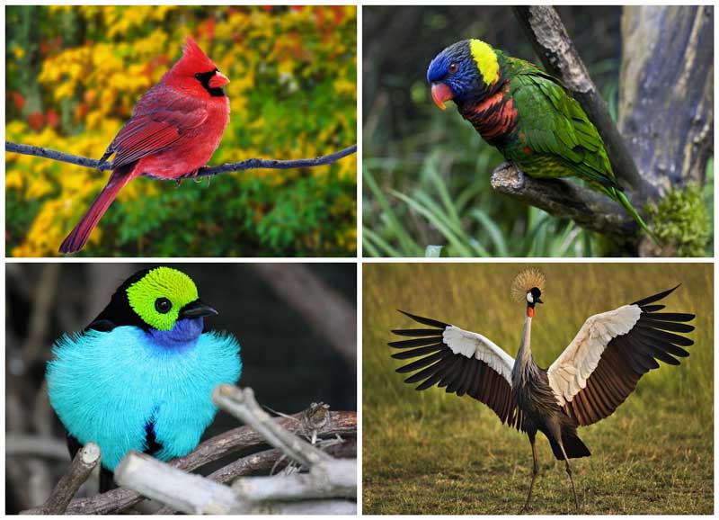 Сколько птиц в мире. Экзотические птицы. Необыкновенные птицы. Яркие птицы.