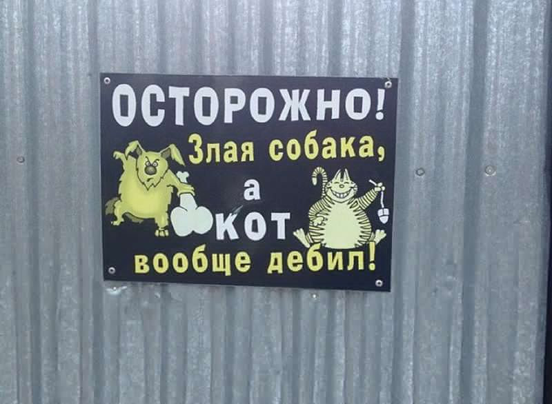 Картинки собака друг человека а кот вообще брат