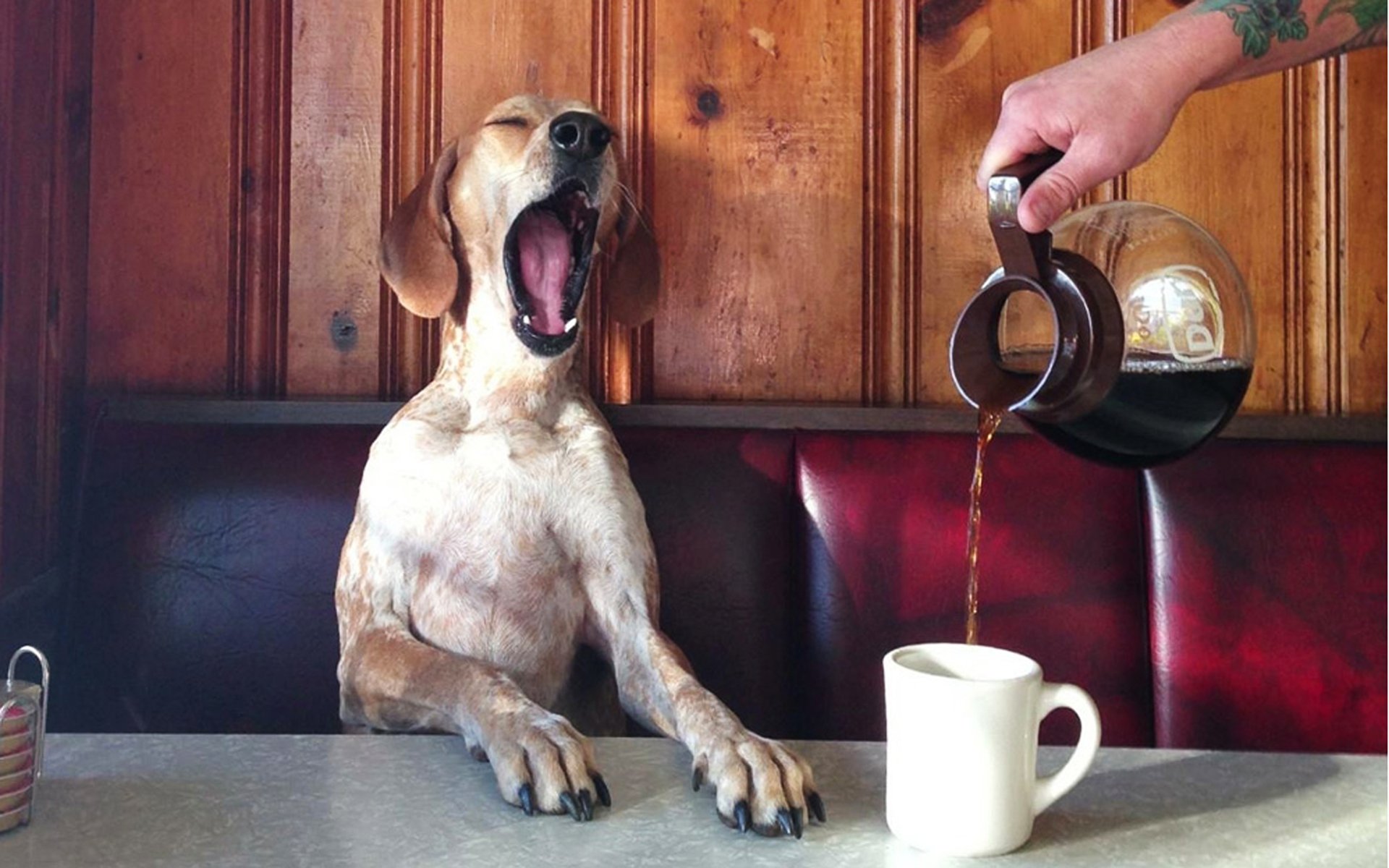 Картинка утро собака. Собака с кофе. С добрым утром собаки. Смешные картинки с добрым утром. Собака с чашкой кофе.