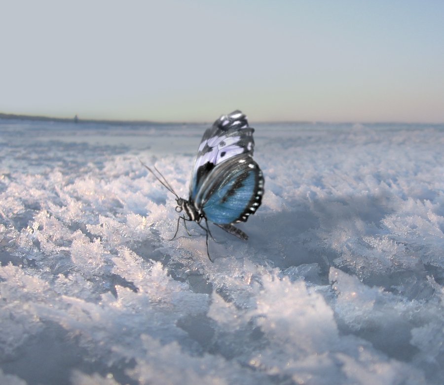 1517487593_winter_butterfly_by_osiskars-d33ipq9.jpg