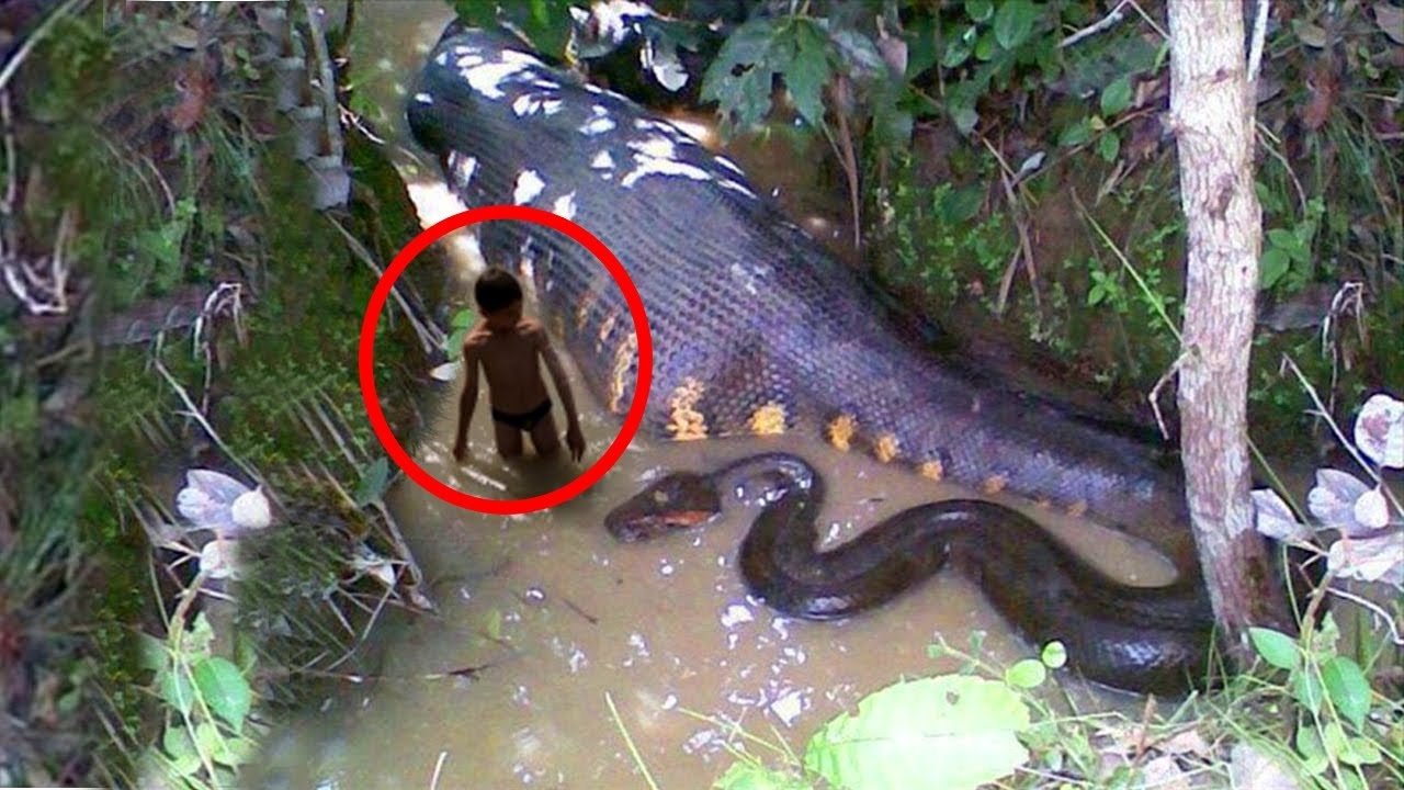 Самая Большая Змея В Мире Анаконда Фото