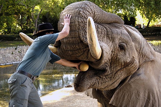 Самый тяжелый слон. Слон Йоси. Гигантский слон. Самый большой слон. Самый гигантский слон.