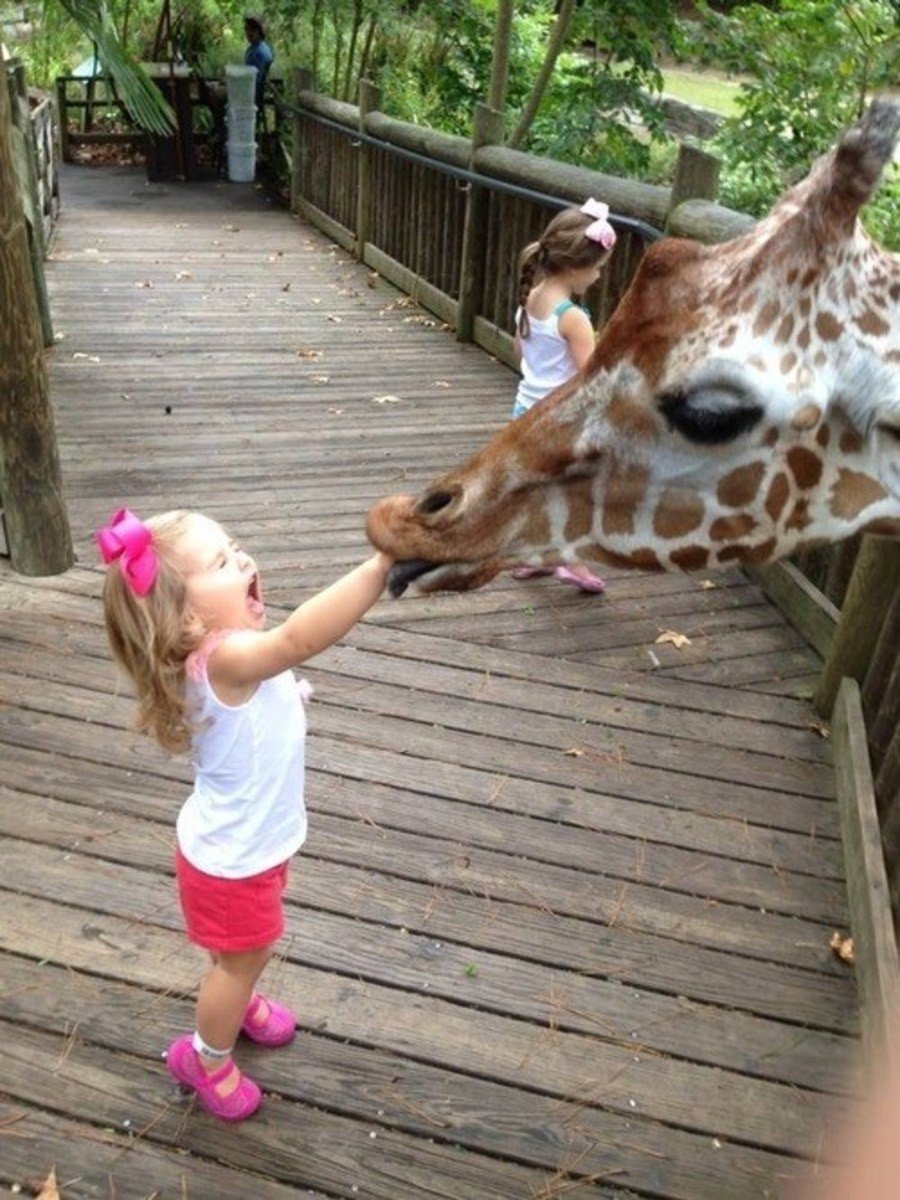 Смешные забавные видео. Дети в зоопарке. Девочка в зоопарке. Животные зоопарка. Фотосессия в зоопарке.