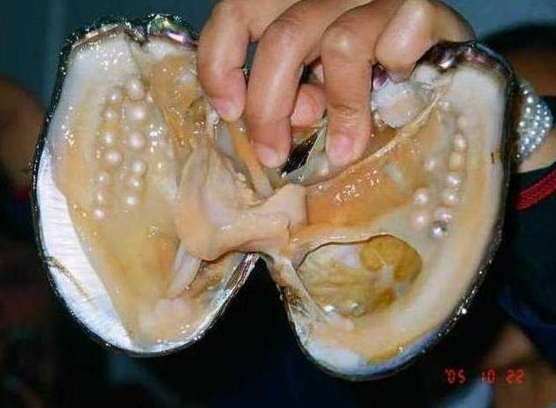 Ракушка форма женского органа. Моллюск Жемчужница европейская. Моллюск Мидия Жемчужница. Жемчуг моллюска тридакны. Жемчужница обыкновенная.