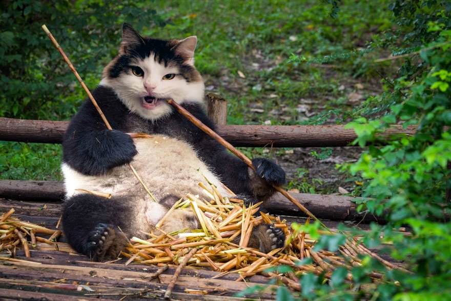 20 работ в фотошопе с котами, которые заставят вас смеяться без остановки