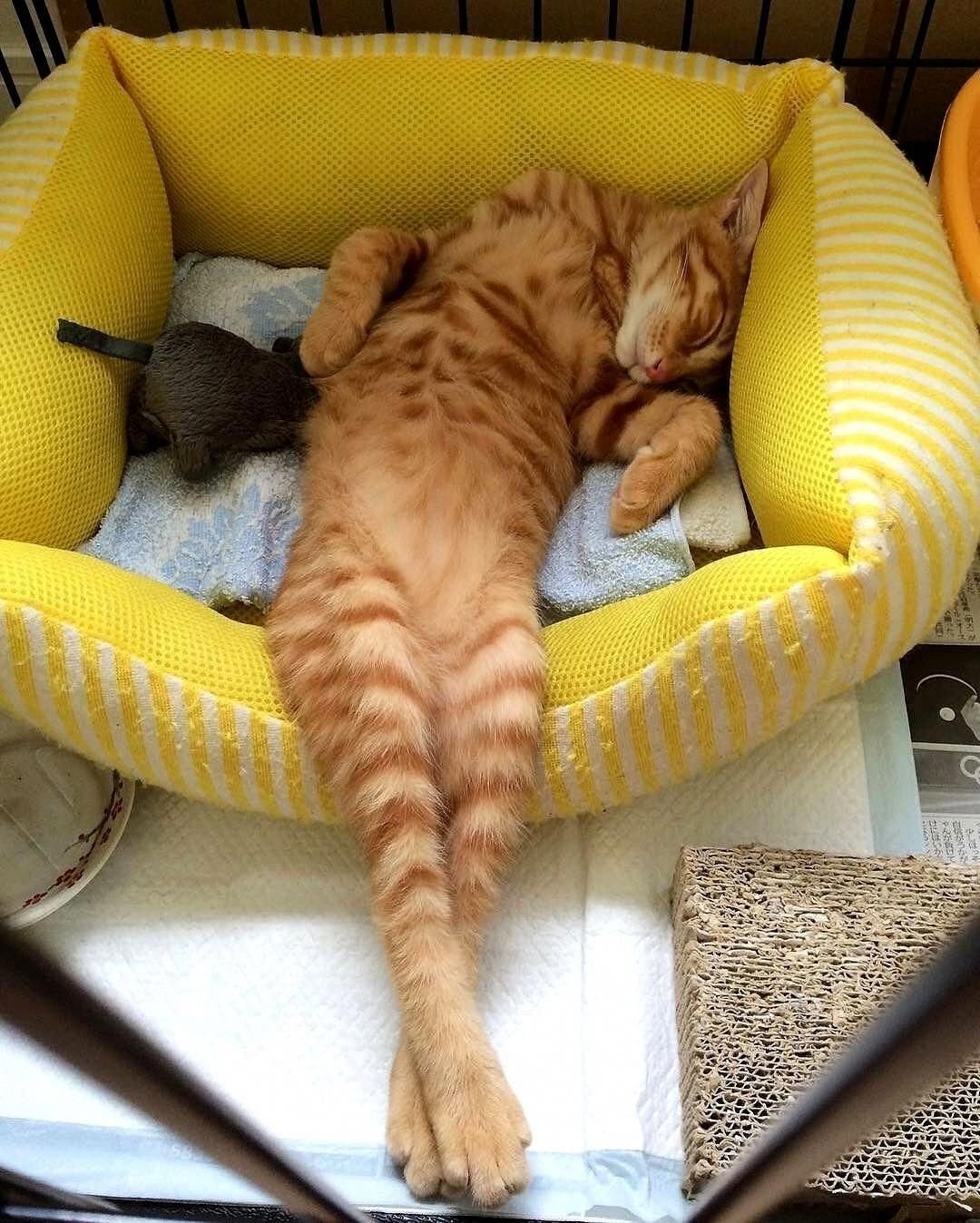 Расслабленный кот. Спящий кот. Спящие кошки. Котики приколы. Смешные котята.