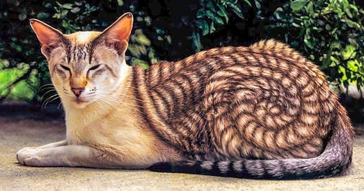 Самые редкие котята в мире фото