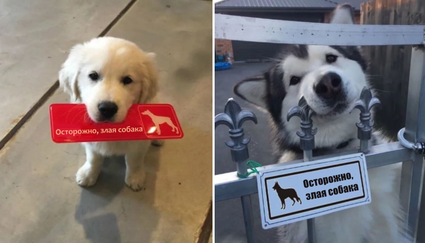 Let sleeping dogs lie. My dog s not dangerous he. My dog s not dangerous he. Побрил собаку прикол. Friday funny pictures.