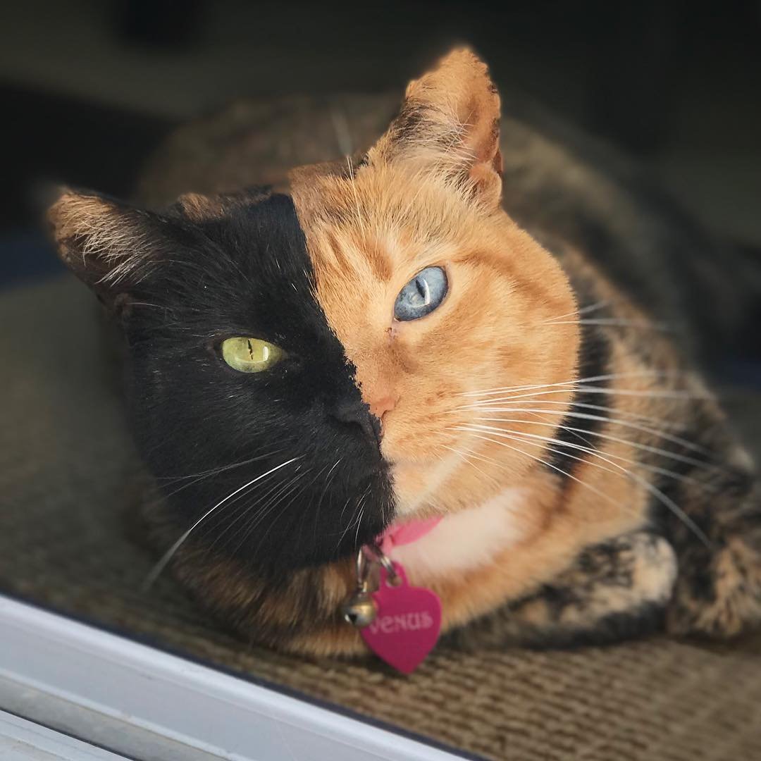 Двуликая кошка Венера