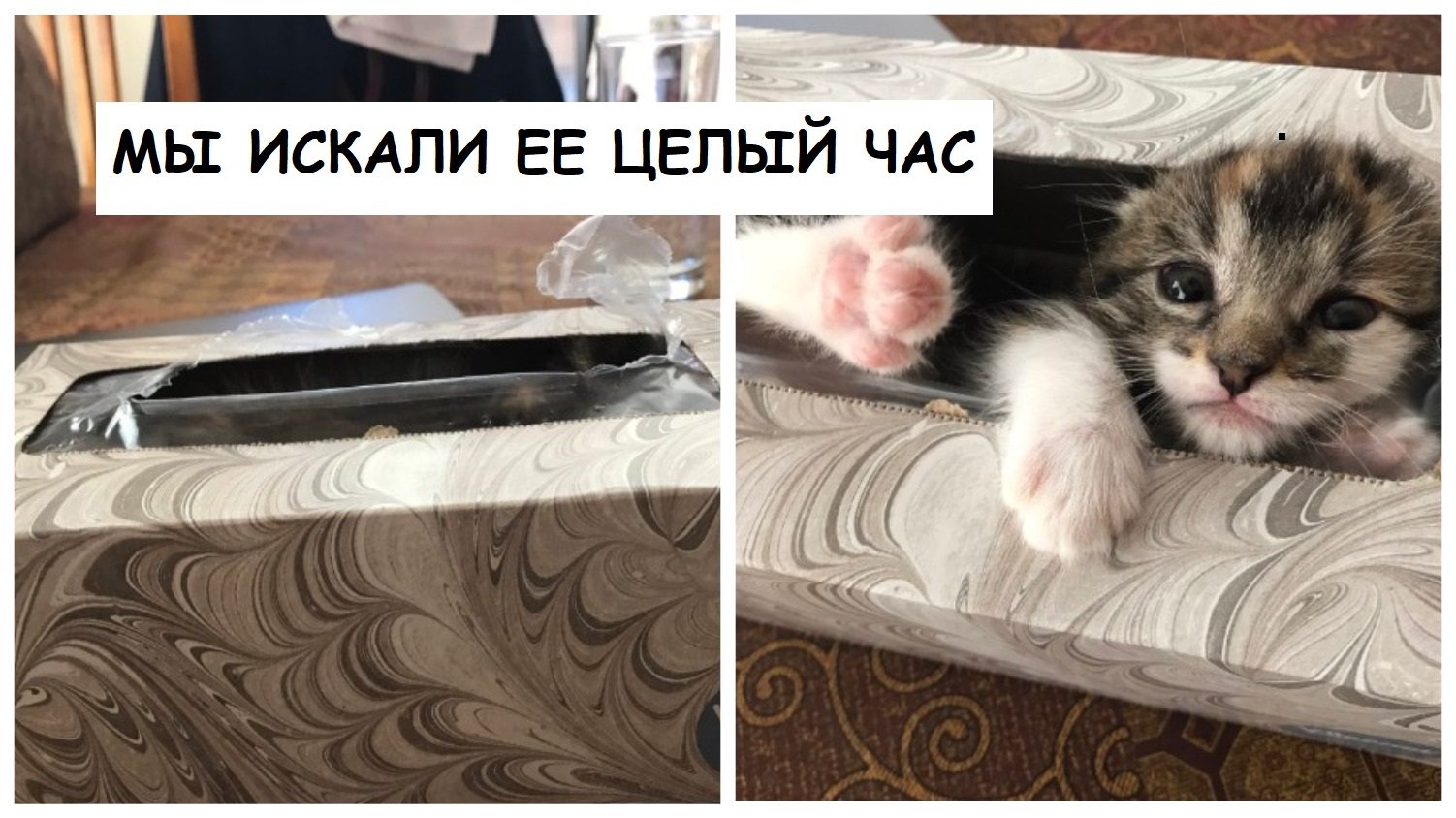12 фото о том, как коты играют в прятки