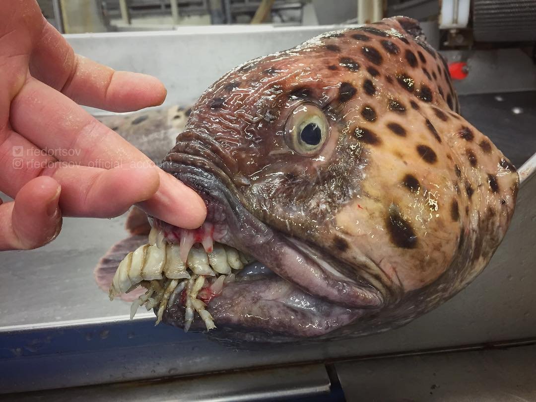 Три рыбы отечественных водоёмов, которых не едят из-за предрассудков