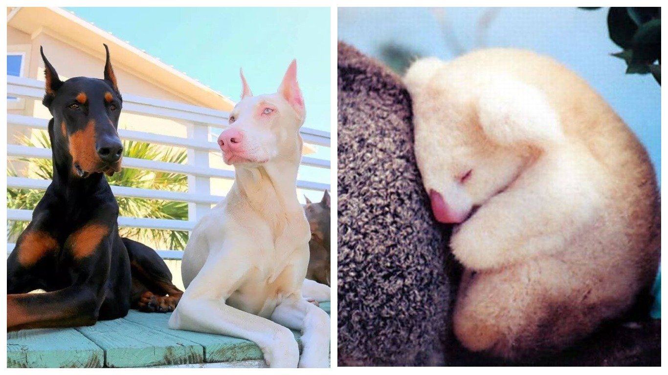 Альбиносы животные кошки и собаки