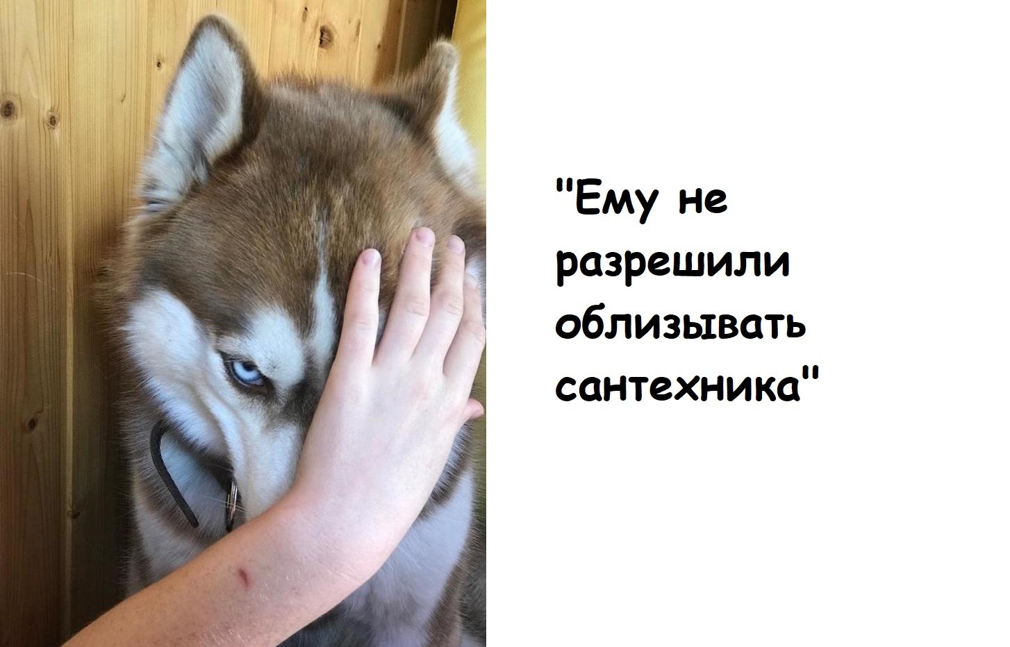 Черновик