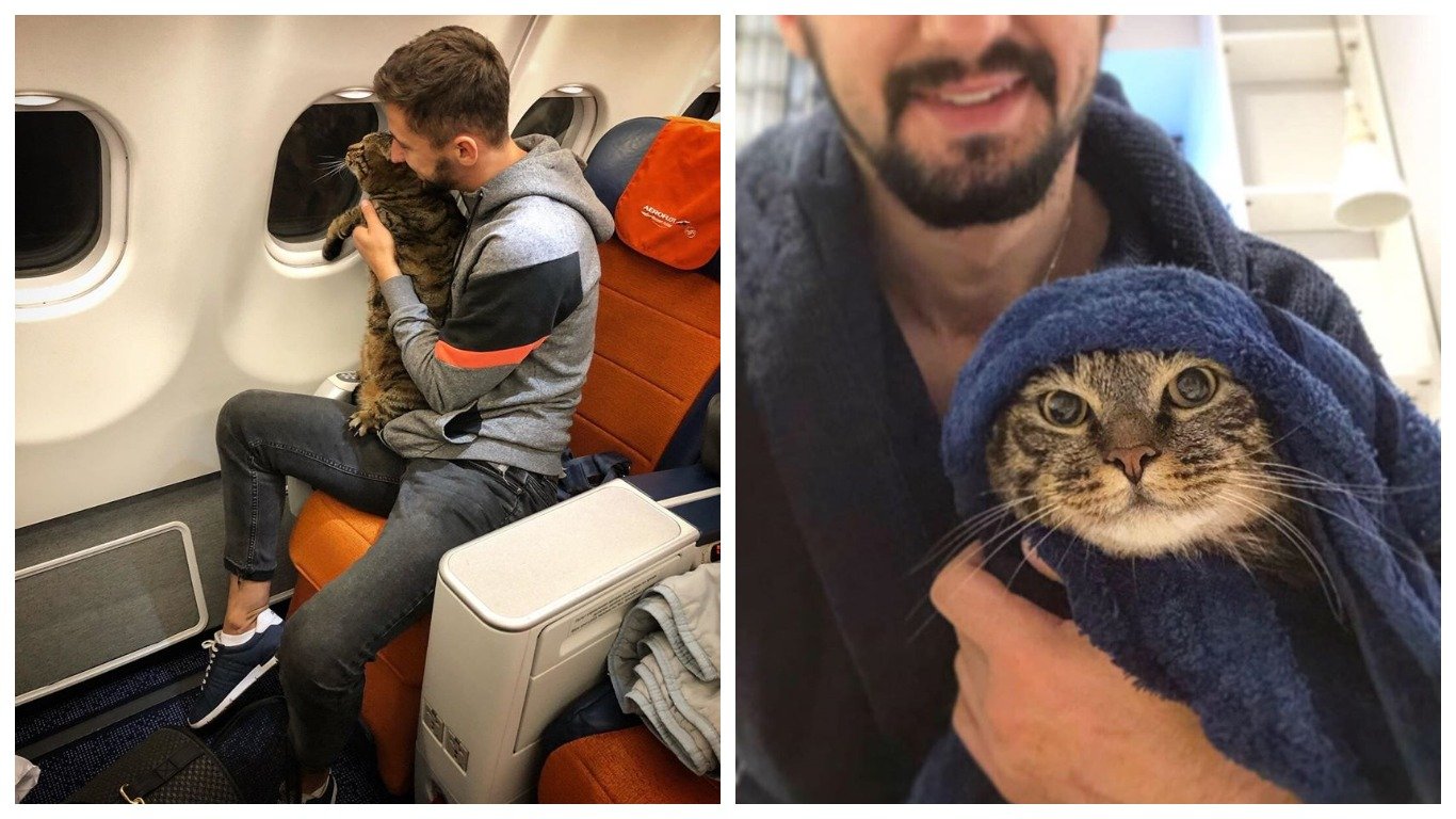 В самолет можно кот. Кот в самолете. Толстый кот в самолете. Коты в салоне самолёта.