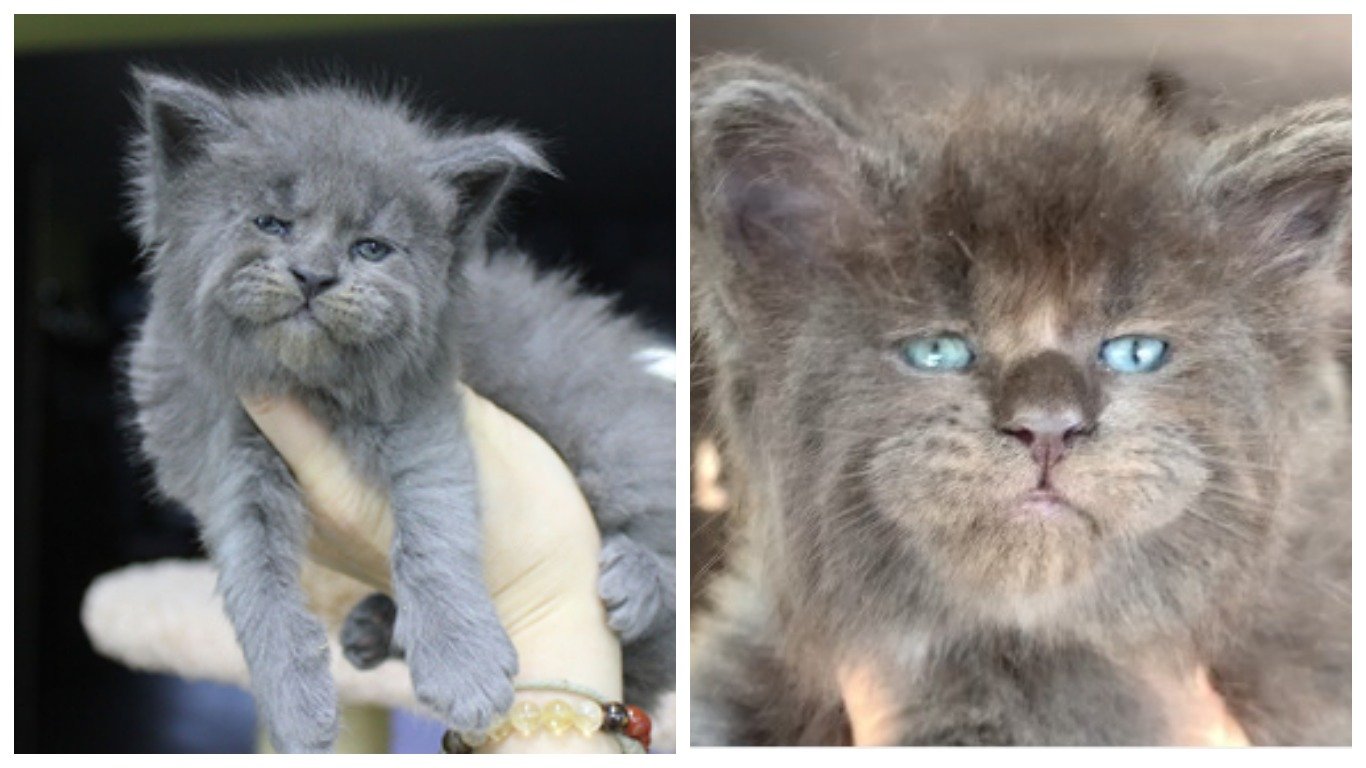 Новорожденные Мейн куны и обычный котенок различия
