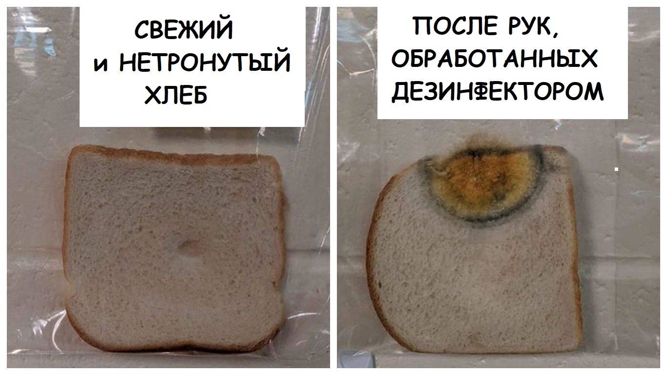 Эксперимент с хлебом и плесенью