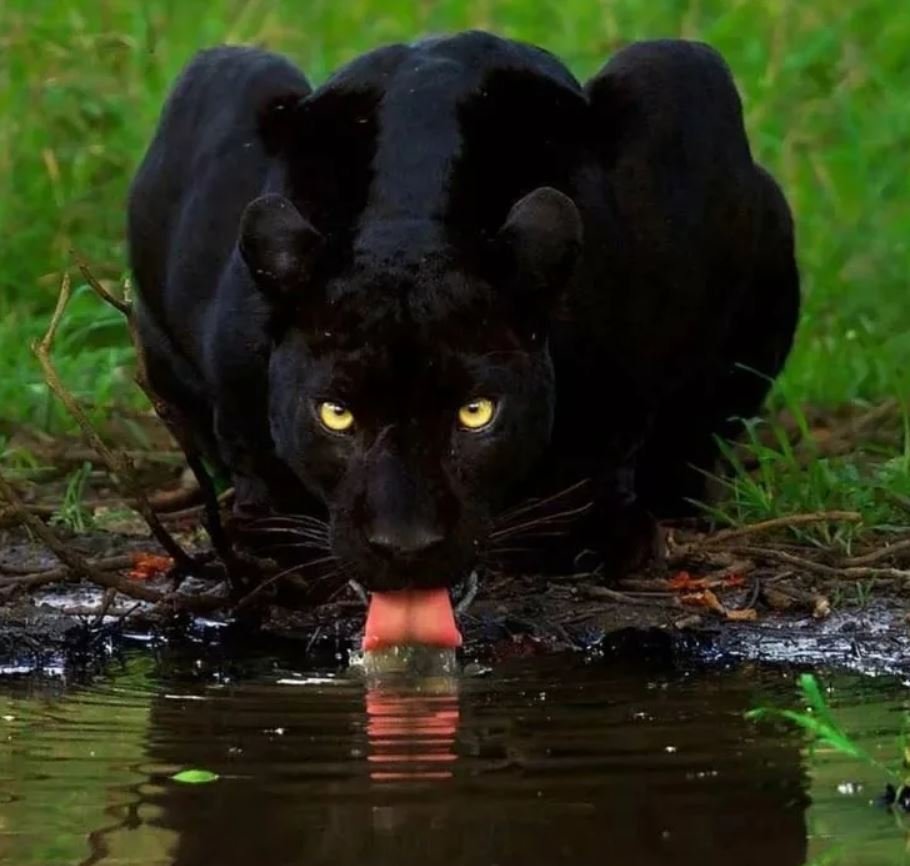 Фото черной пантеры в природе
