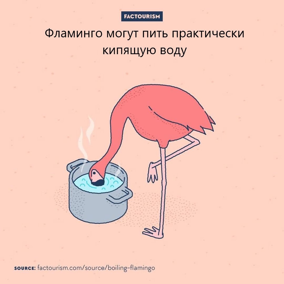 Почему пьют кипяток. Фламинго странные факты. Интересные факты о Фламинго. Фламинго интересные факты для детей. Интересный факт факты о Фламинго.