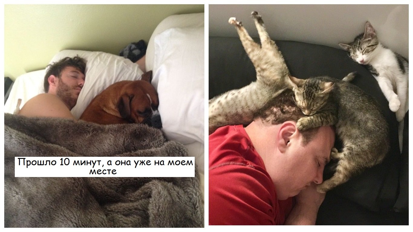 Зверь в постели. Кот занял место. Домашние коты занимают мало места. Кошки спят в обнимку с хозяином. Коля, ну ты и зверь в постели.