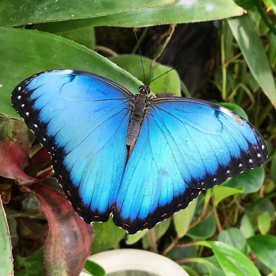 Какие имена бабочек. Калифорнийский синий Махаон. Хвостоносец Маака. Калифорнийский синий Махаон бабочка. Бабочка Алтайская голубая Ордынка.