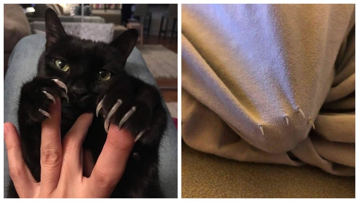 Черный кот выпустил когти