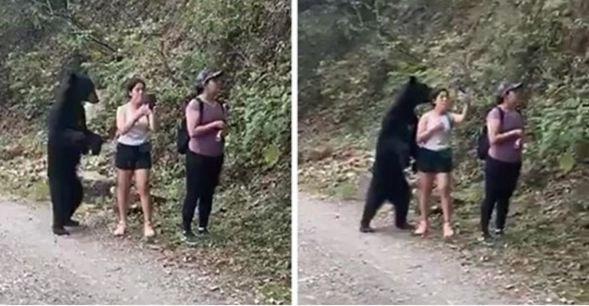 Черный медведь подошел вплотную к туристам в парке и даже попал на селфи.