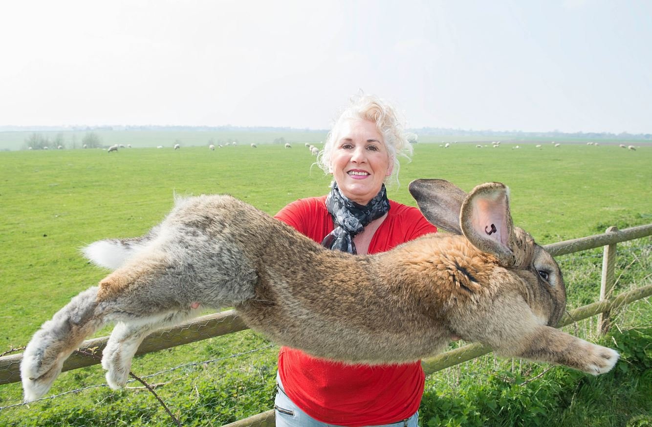 Очень много крупных и быстрых животных. Дариус - самый большой кролик в мире. Кролик великан рекорд. Кролик континентальный гигант. Фламандский гигант кролик.
