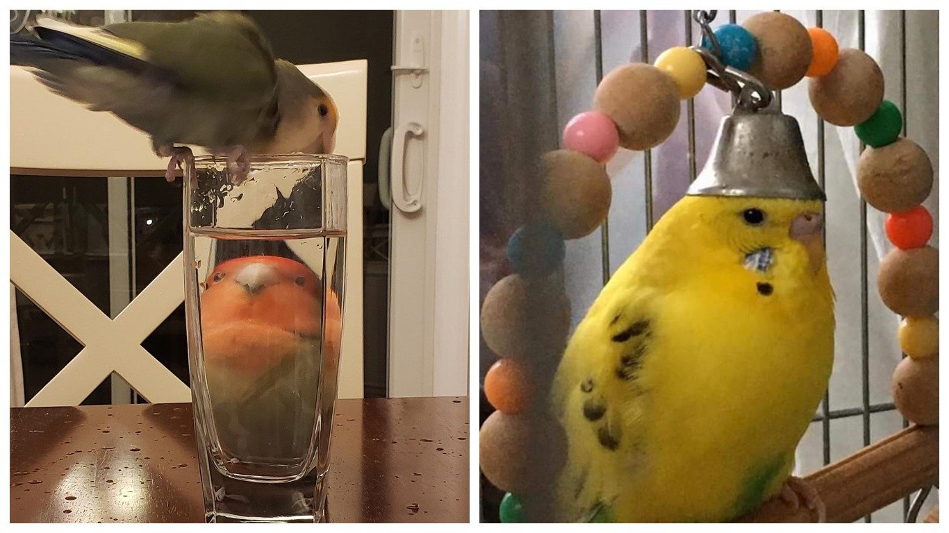 Смешные попугаи стакан