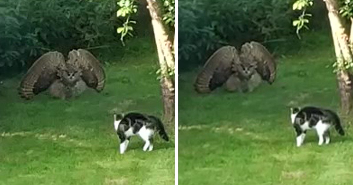 Смочь нападение. Сова пугает кота. Сова напала на кота. Кошка нападает. Птица нападает на кота.