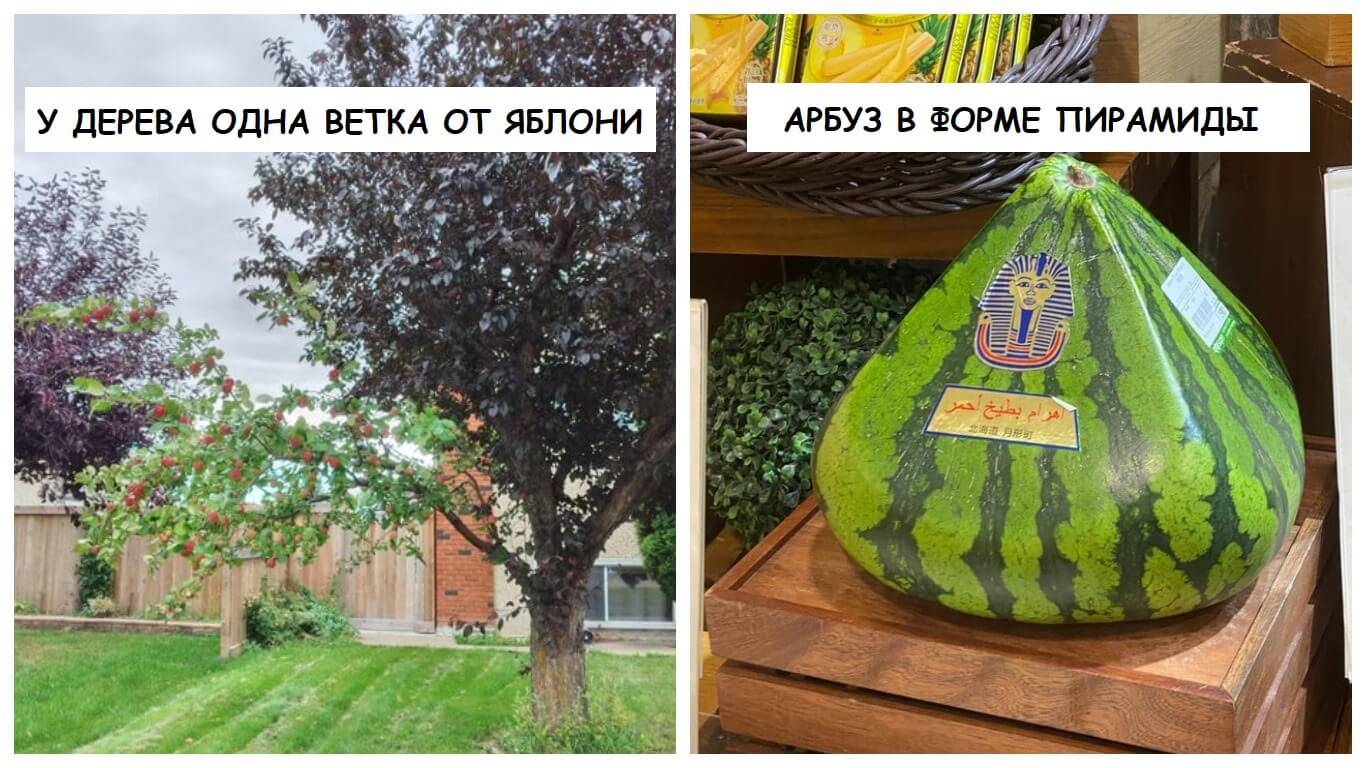 Мем скамейка арбуз