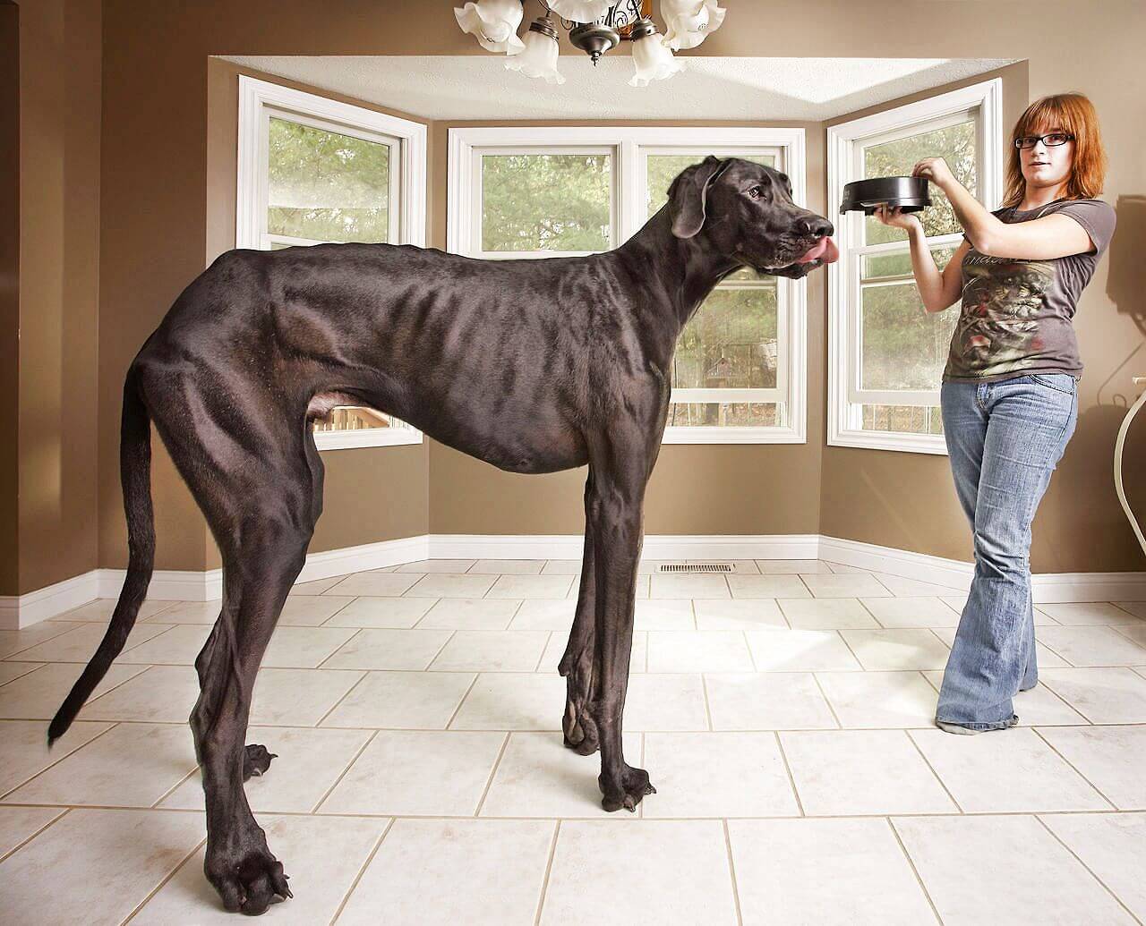 Самый большой см. Датский дог Зевс. Дог Зевс самая большая собака в мире. Немецкий дог по кличке Зевс. Немецкий дог Зевс рекорд Гиннесса.