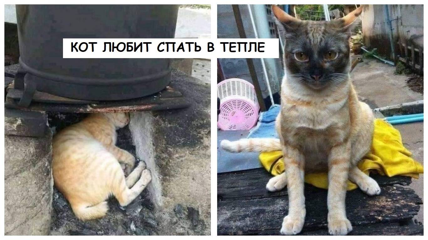 Сильный кот. Коты любят тепло. Смешные фото животных. Кот на батарее. Почему коты любят тепло.