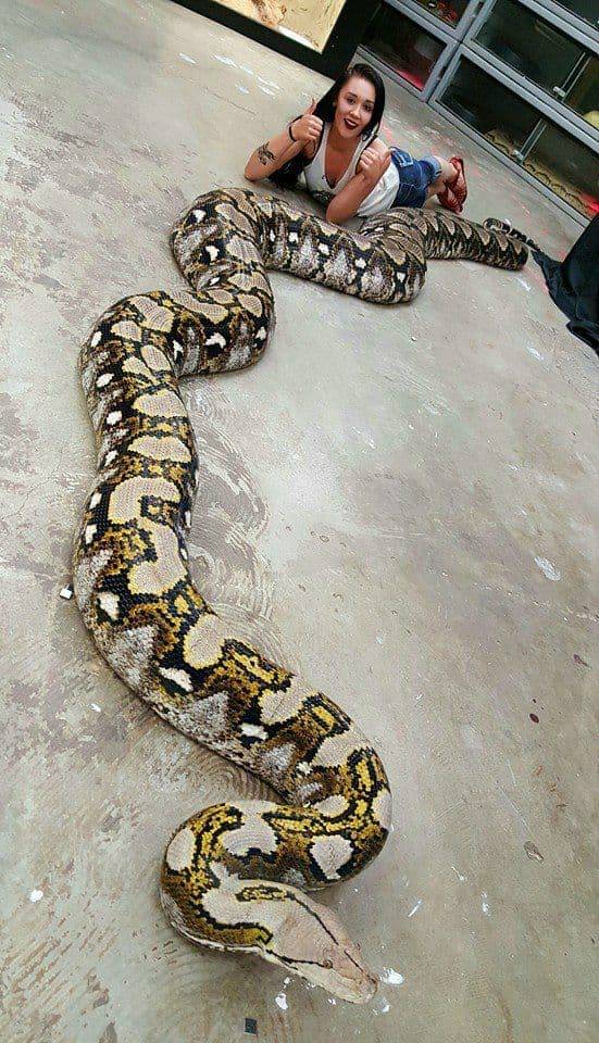 самая большая змея в мире за всю историю размер