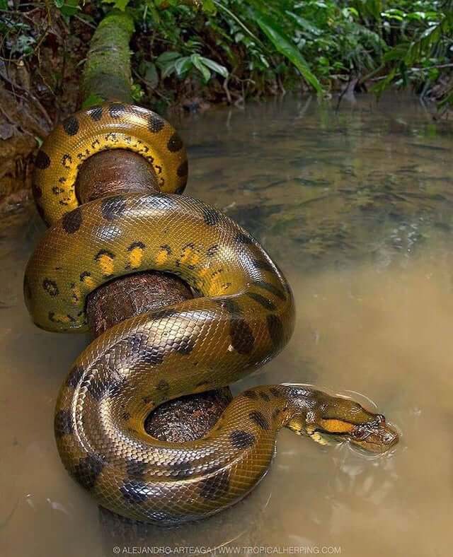 Анаконда Фото Самая Большая Змея