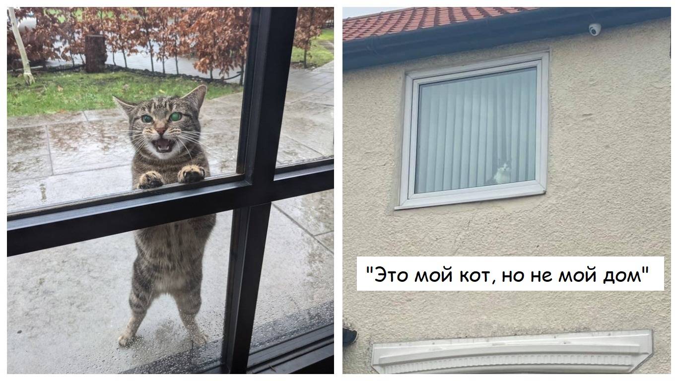 К чему приходит чужая кошка. Соседский кот. Соседи коты. Соседская кошка пришла. Кот уходит.