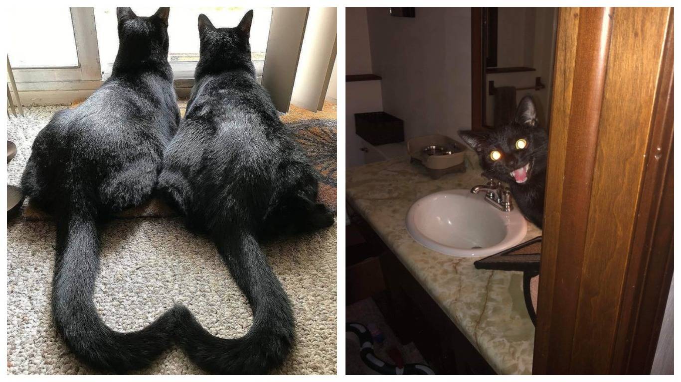 Неудачи кошек. Жалюзи и коты. Кошка прыгает. Кот убирается гиф. Вешалка "кот".