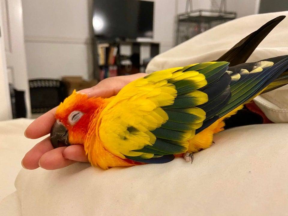 К чему снится попугай во сне