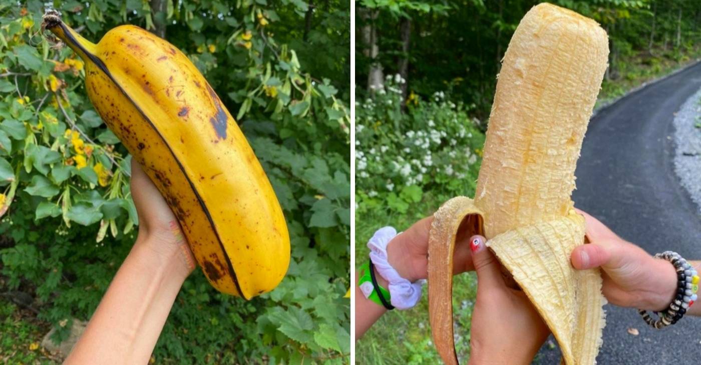 Включи big banana. Большой банан. Огромный банан. Гигантский банан. Самый большой банан.