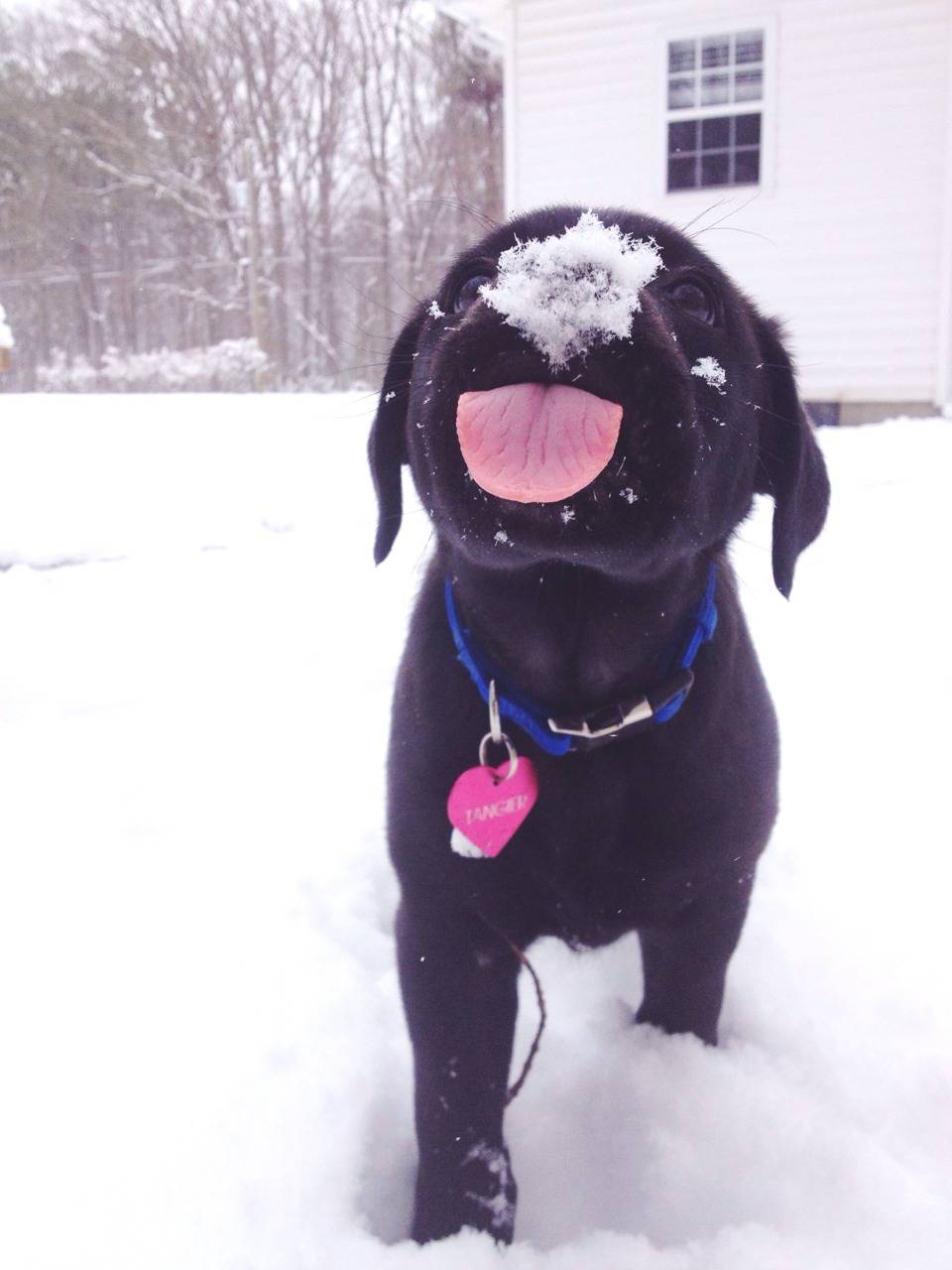 Снег смешная картинка. Смешная собака в снегу. Собака зимой. Смешные собаки зимой. Собака в сугробе смешно.