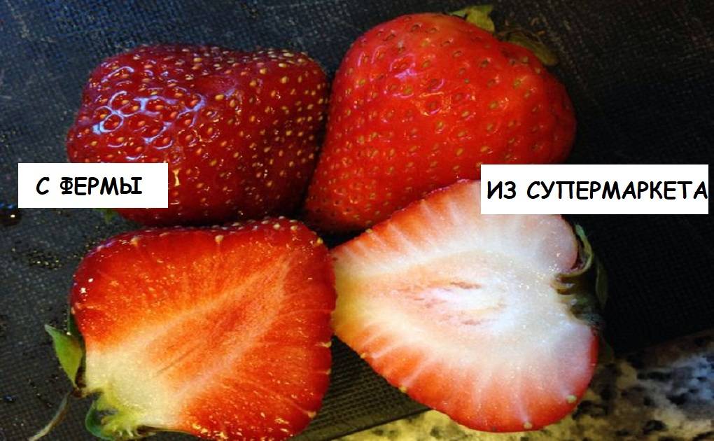Сравнение фруктов лов и соунд.