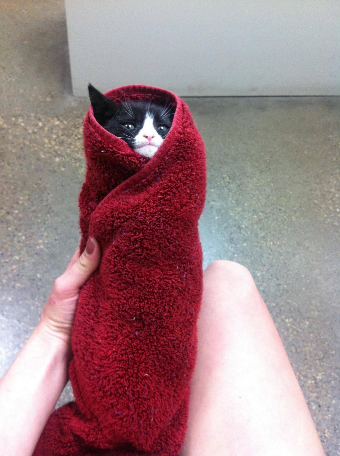 Кот в полотенце. Кот завернутый в полотенце. Котенок в полотенце. Кот завернутый в одеяло. Кот Замотанный в полотенце.