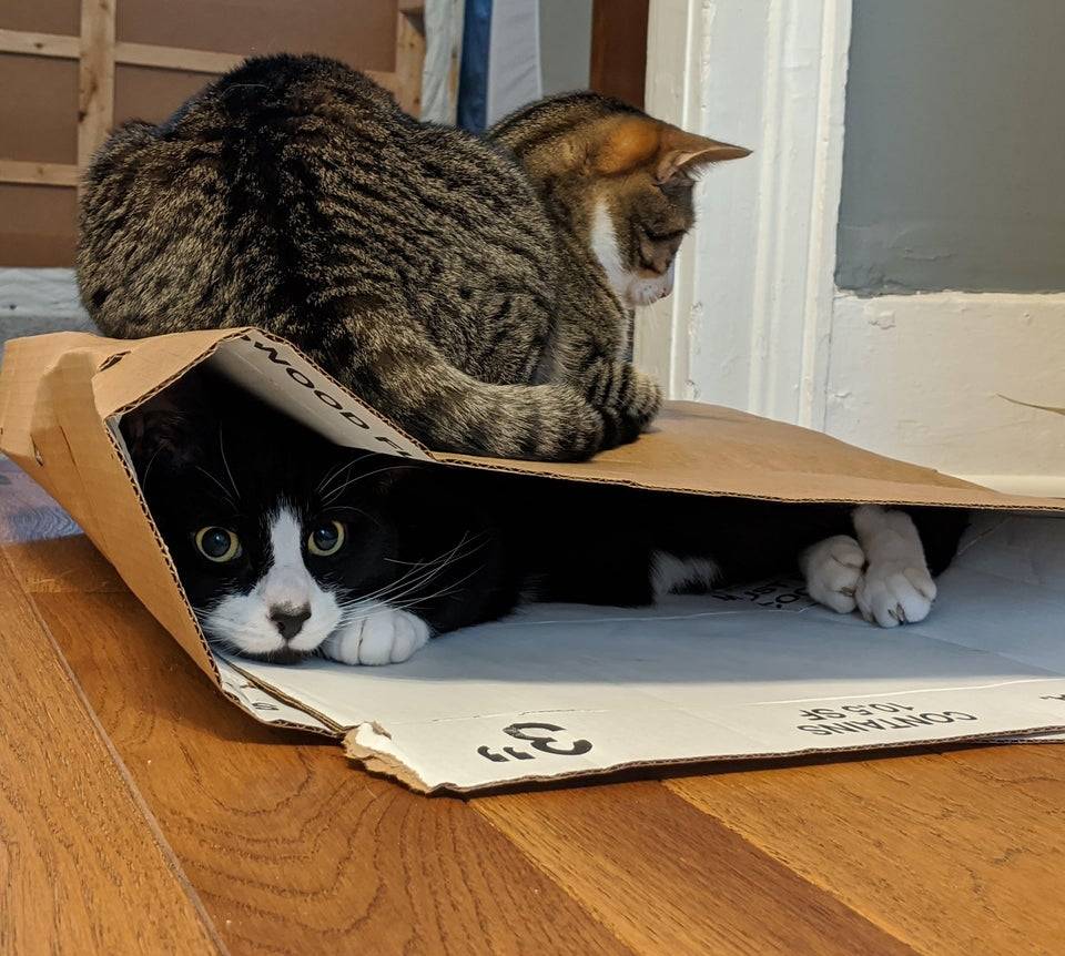 Кот сидит в коробке