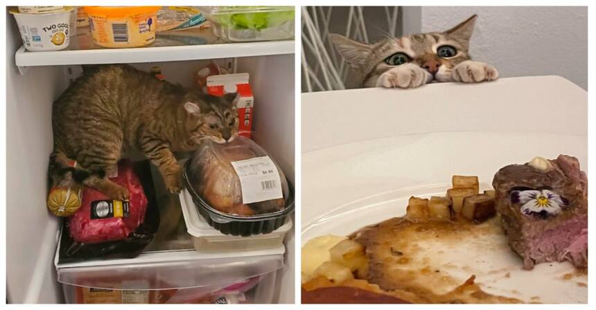 15 котов, которые ради еды готовы на все