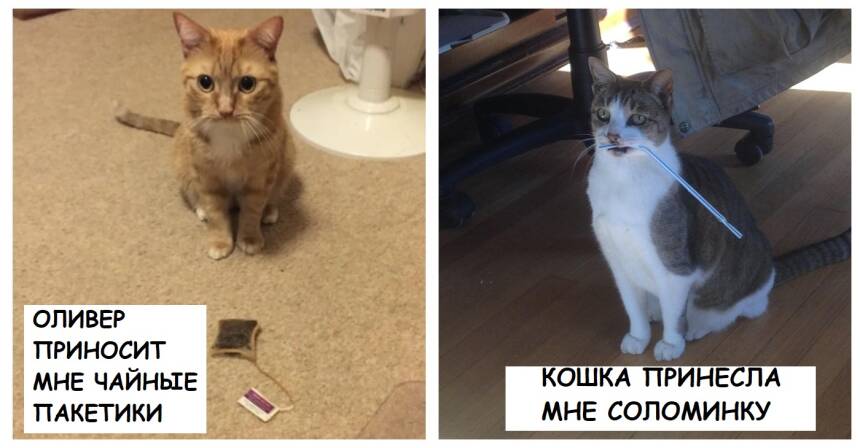 Кот принес птицу в дом. Коты от 15 тысяч. Хозяин кота Гринфилд. Кот с мышкой на голове. Мышь из мемов про кота.