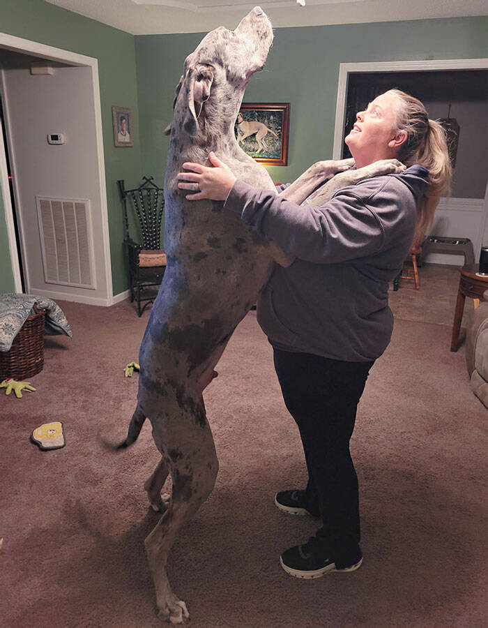 Огромный насколько. Самый большой пес в мире. Немецкий дог по кличке гигантский Джордж. Собака большой настоящий. Покажи самых гигантских собак.